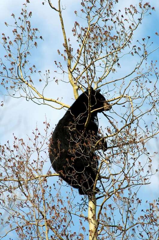 Banff: Guided Nature Walk with Bear Country Safety Tips - The bear safety lesson you will actually use