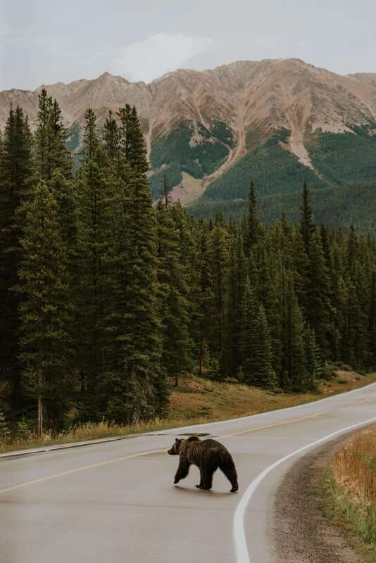 Banff: Guided Nature Walk with Bear Country Safety Tips - Wildlife, plants, and the chance of seeing a bear