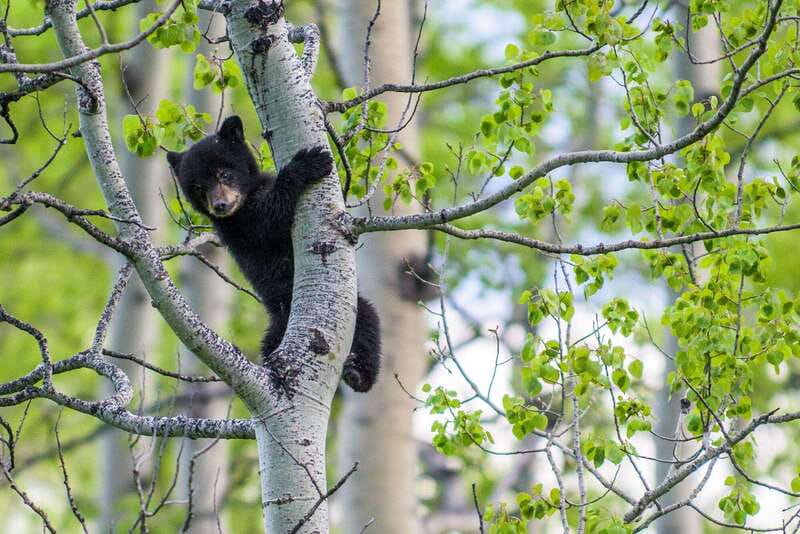 Banff: Guided Nature Walk with Bear Country Safety Tips - Is $65 a fair price?