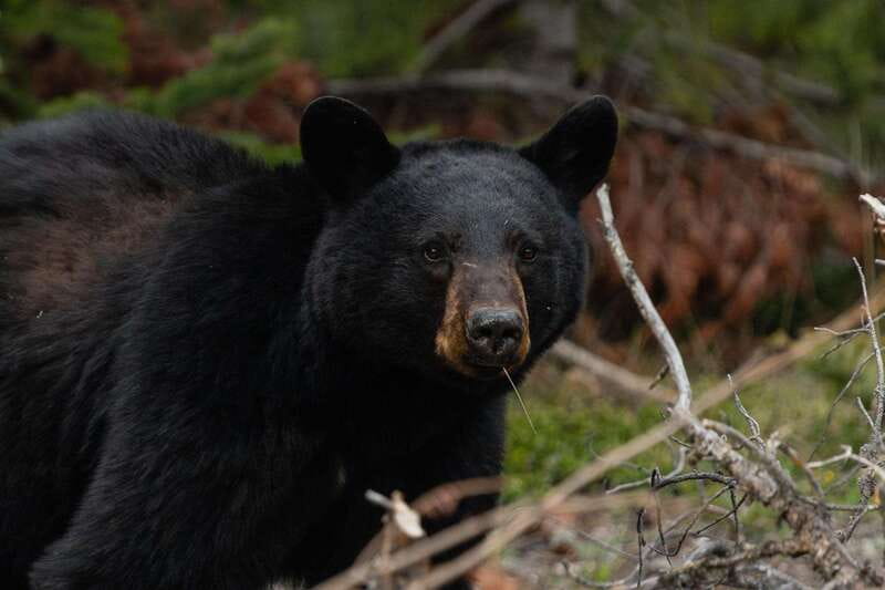 Banff: Guided Nature Walk with Bear Country Safety Tips - Who should book this experience