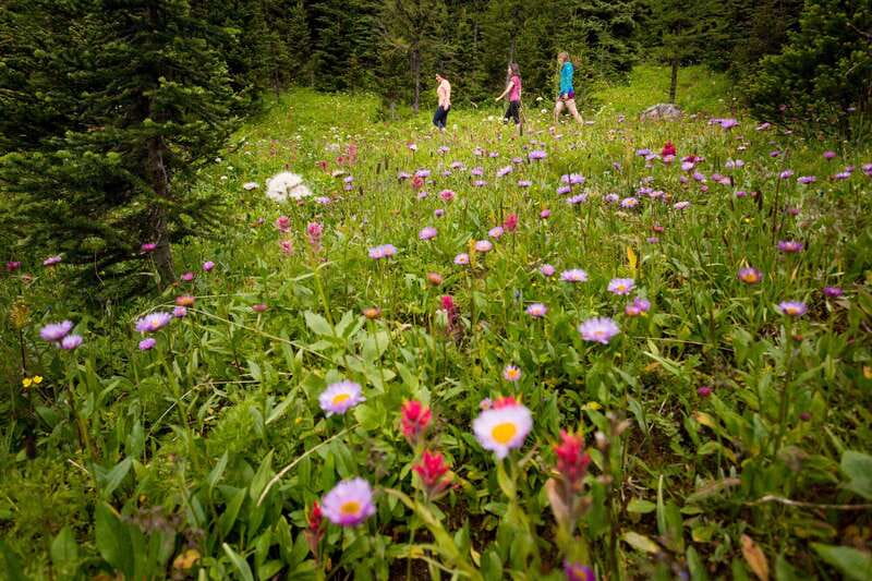 Banff PRIVATE Guided Nature Walk + Transportation - 2.5H - Key points to know before booking