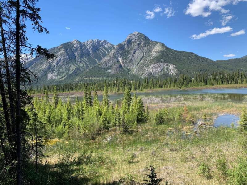 Banff PRIVATE Guided Nature Walk + Transportation - 2.5H - Two hours on a route chosen for you