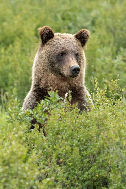 Banff PRIVATE Guided Nature Walk + Transportation - 2.5H - Bow River, mountain views, and photo stops