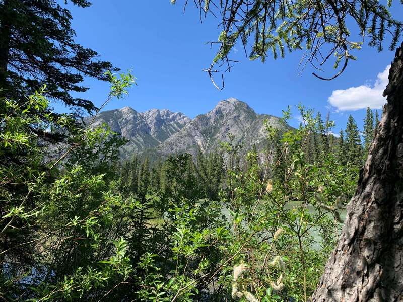 Banff PRIVATE Guided Nature Walk + Transportation - 2.5H - Learning to read Banff’s forest