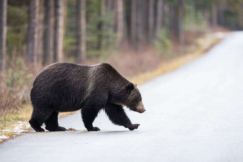Banff PRIVATE Guided Nature Walk + Transportation - 2.5H - Equipment for changing conditions