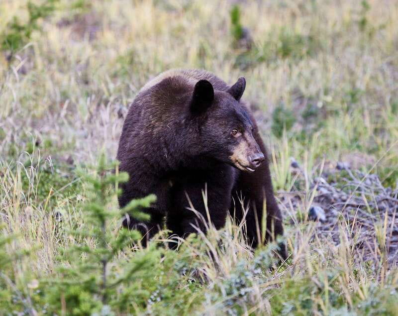 Banff PRIVATE Guided Nature Walk + Transportation - 2.5H - Starting at Cave and Basin