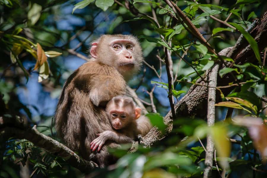 Bangkok: Khao Yai Nature Trails & Heaw Suwat Waterfall - Haew Suwat Waterfall and its movie connection