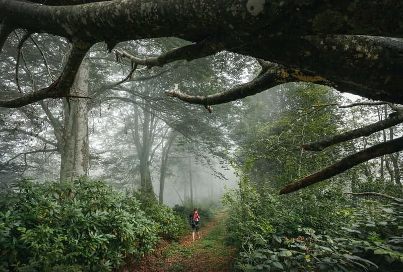 Batumi to Mtirala National park - Half day hiking group tour - What to bring, and what to wear