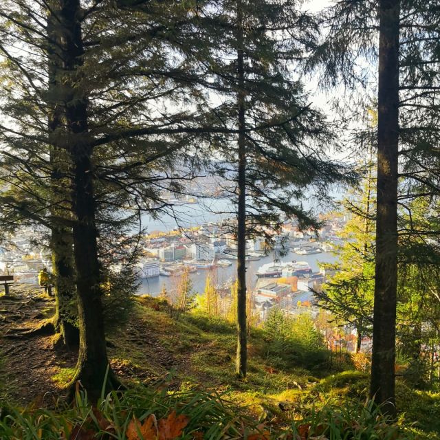Bergen: Guided mountain hike on top of Bergen - Local stories make the route more than a walk