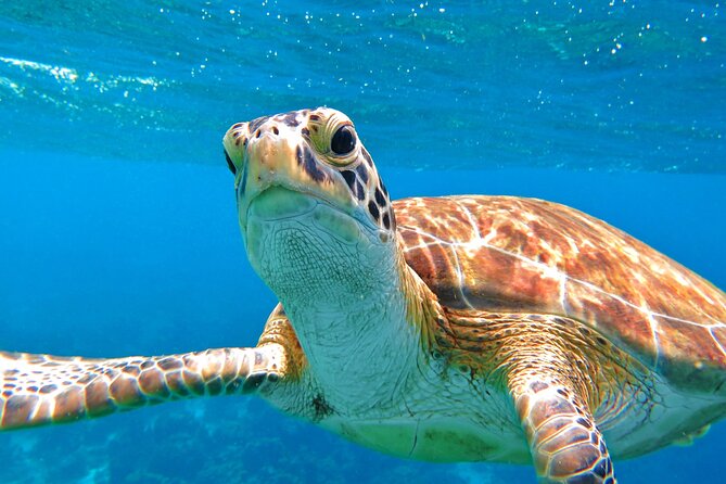 Best of Mangrove Lagoon Kayak, Hike and Snorkel Adventure with Picnic Lunch - Cas Cay and the volcanic blowhole