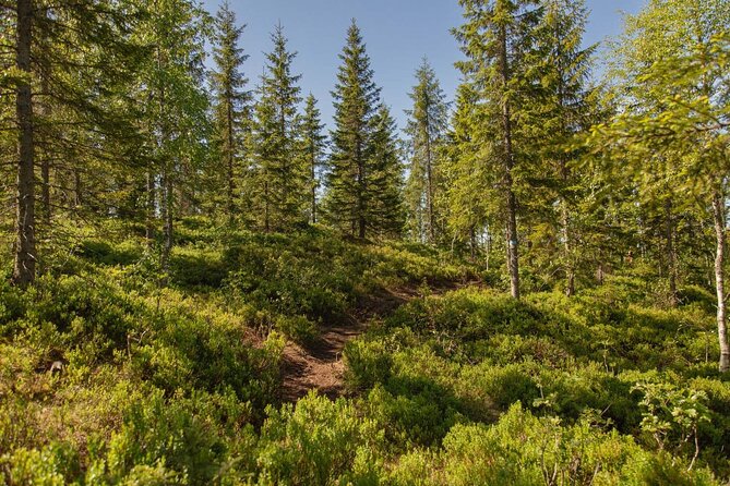 Best View of the Oslofjord Hike - A pause at DNT Fuglemyrhytta