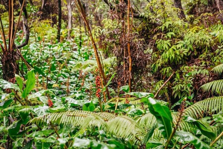 Big Island: Hawai'i Volcanoes National Park Guided Hike - What the included food is really worth