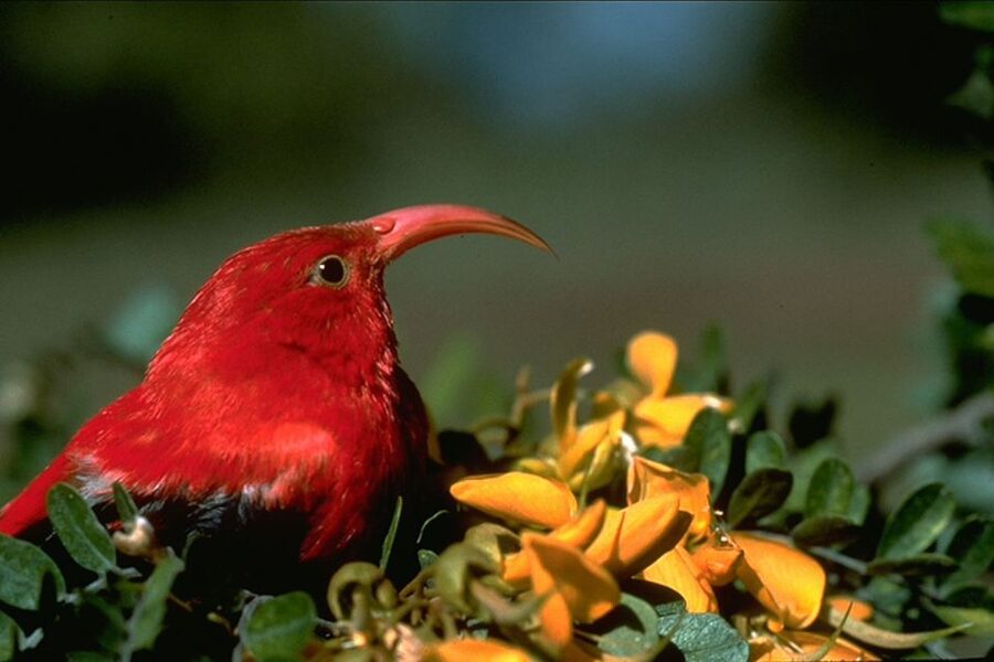 Big Island: Native Bird Watching & Hiking Tour - Key points at a glance