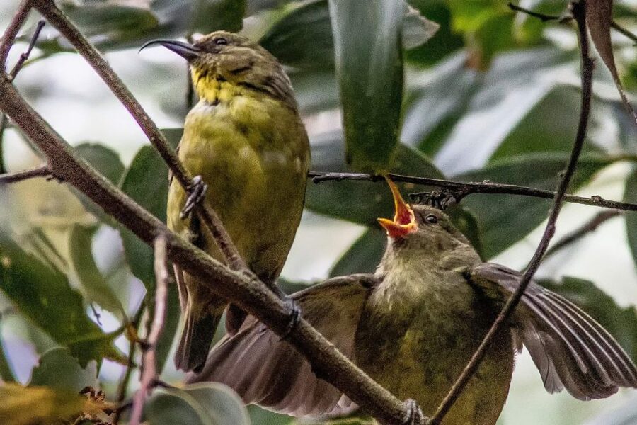 Big Island: Native Bird Watching & Hiking Tour - Lunch, binoculars, and the right amount of gear