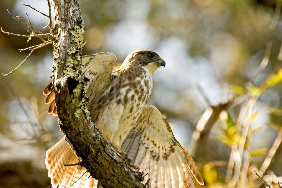 Big Island: Native Bird Watching & Hiking Tour - What the twelve-hour schedule really means