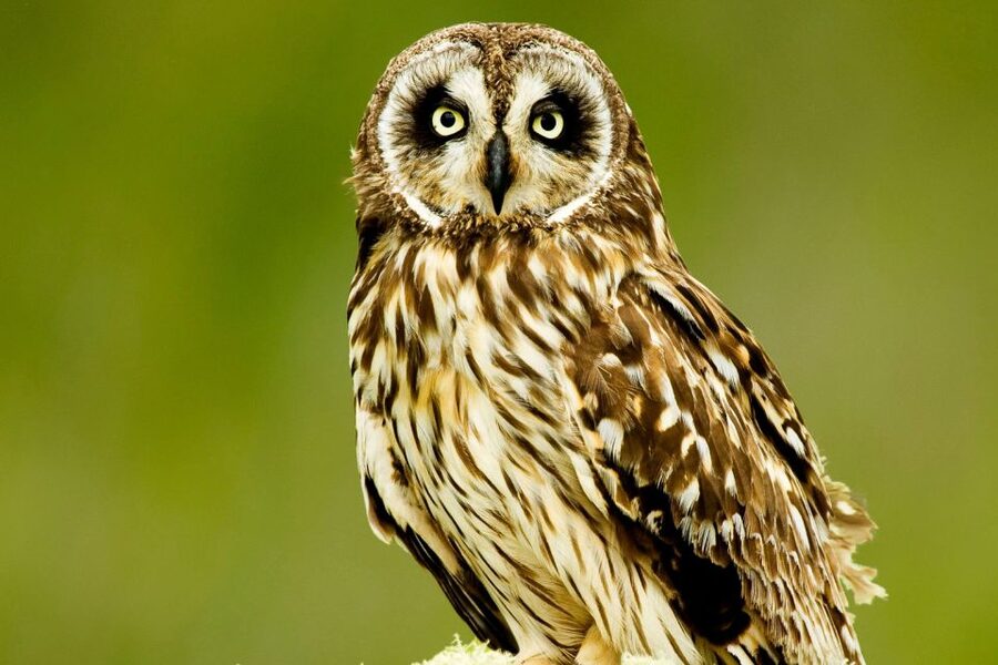 Big Island: Native Bird Watching & Hiking Tour - What to pack and how to prepare