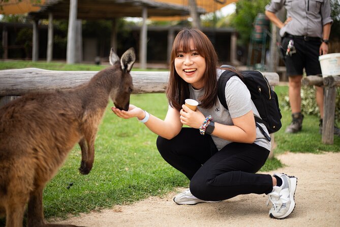 Blue Mountains Express includes Three Sisters Hiking Option - What the $74.02 price really covers