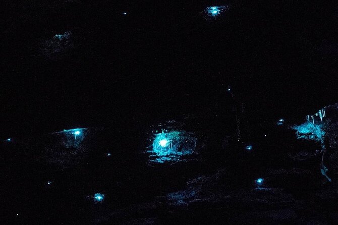 Blue Mountains Hiking Glow worms Cave Wildlife Spotlighting Night Adventure - One hour through the Blue Mountains at night