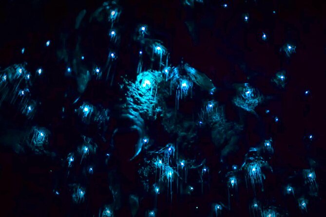 Blue Mountains Hiking Glow worms Cave Wildlife Spotlighting Night Adventure - The walk back and the late ride home