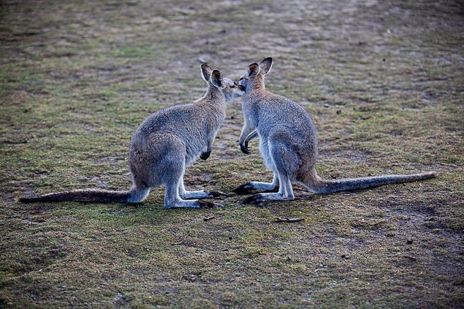 Blue Mountains Wildlife Full-Day Sights and Hiking from Sydney - Quiet viewpoints before the famous Three Sisters