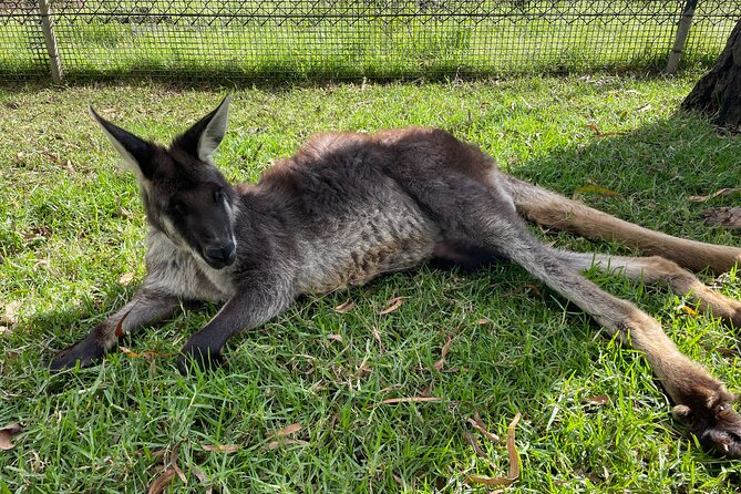 Blue Mountains Wildlife Full-Day Sights and Hiking from Sydney - Mount Tomah Botanic Garden as a gentle finish