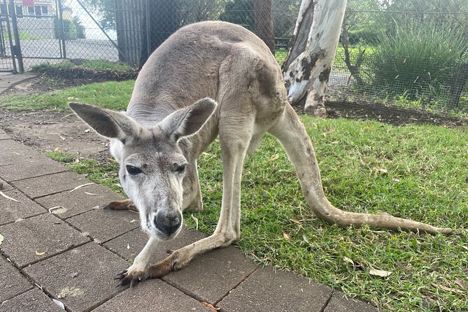 Blue Mountains Wildlife Full-Day Sights and Hiking from Sydney - Morning animals and coffee at Calmsley Hill Farm