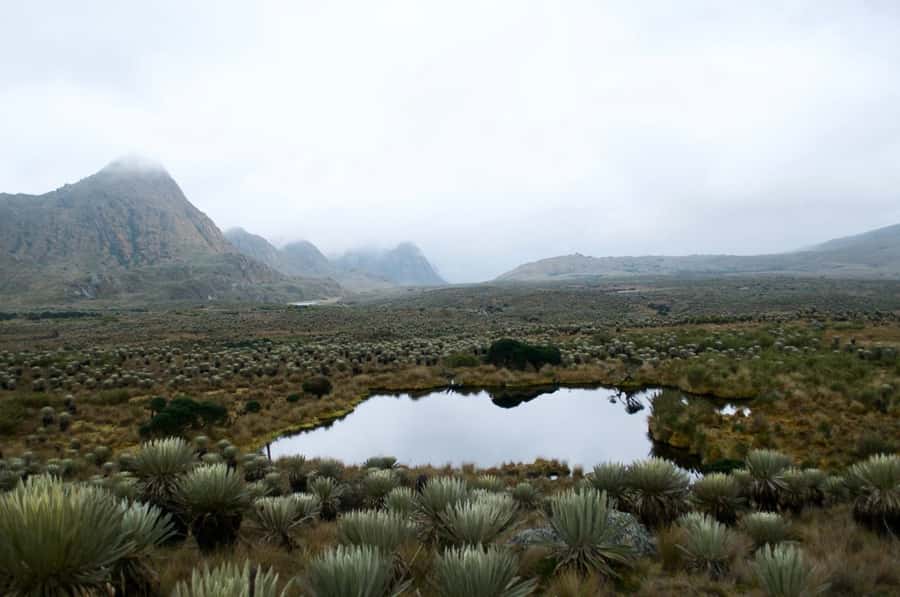 Bogotá: Sumapaz National Park Hike Tour - Frailejones, water wells, and the páramo’s quiet drama
