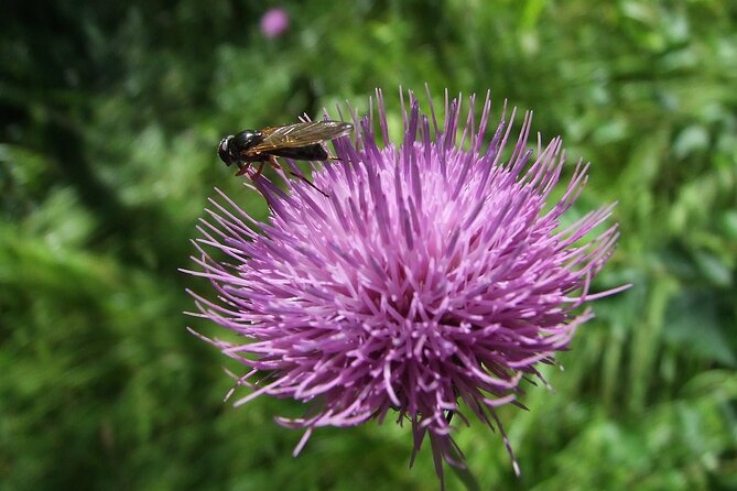 Budapest Hike to Visegrád Castle w or wo Sauna/Danube beach - What the guide adds to the day