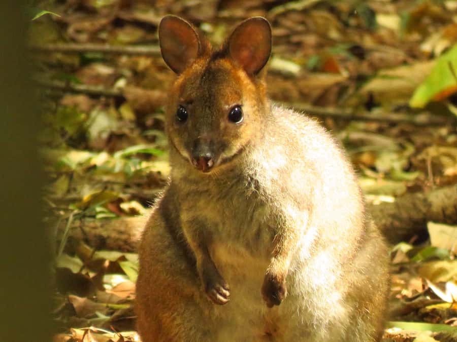 Byron Bay: Nighttime Nature Walk with Night Vision Goggles - The ride from Byron Bay or Ballina