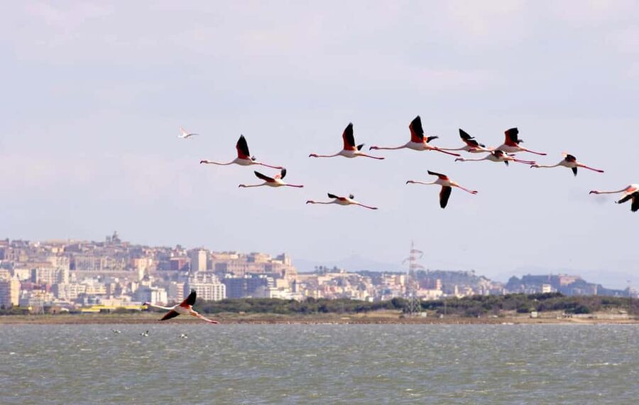 Cagliari: Bike & Hike Tour - What the guides add to the experience