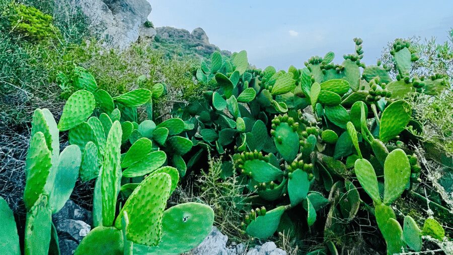 Cala Millor: "Cavemen", cave on a mountain,fun game and hike - Should you book it?