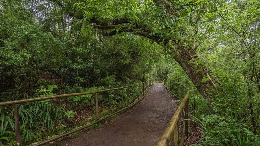 Caldeirão Verde: Levada Caldeirao Verde Hiking Transfer - What this Caldeirão Verde outing actually offers