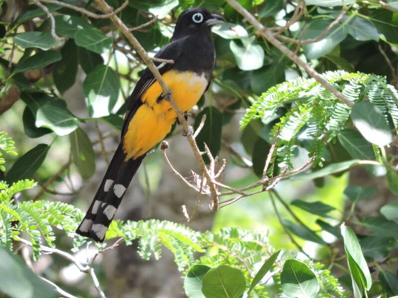 Cancún: Guided Birdwatching Hike - Why leave Cancún for a morning of birds
