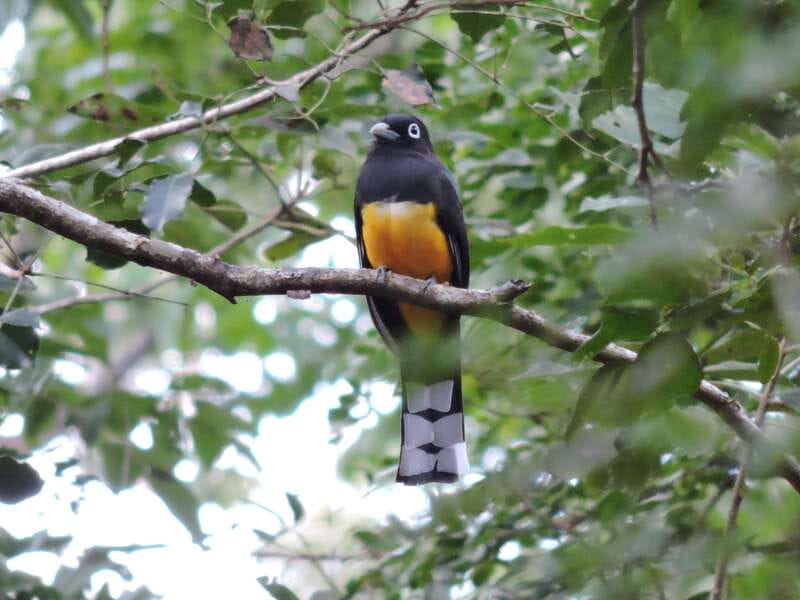 Cancún: Guided Birdwatching Hike - Should you book the Ruta de los Cenotes birdwatching hike?