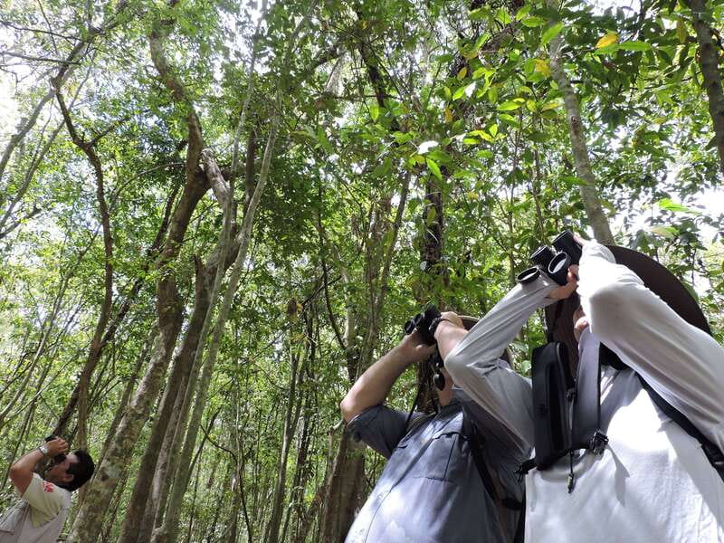 Cancún: Guided Birdwatching Hike - A small group helps when birds are hard to find