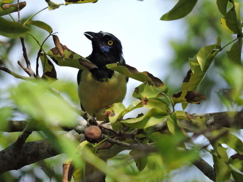 Cancún: Guided Birdwatching Hike - Native birds, seasonal migrants, and the thrill of a hummingbird