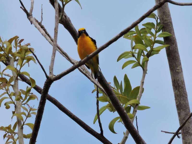 Cancún: Guided Birdwatching Hike - Coffee, fruit, and snacks on the trail