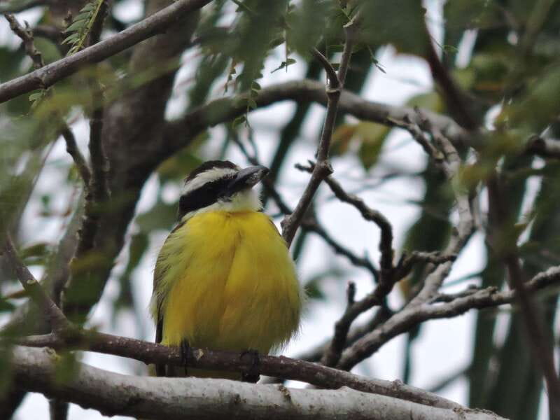 Cancún: Guided Birdwatching Hike - Who will enjoy this most