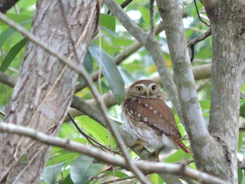 Cancún: Guided Birdwatching Hike - What the early morning schedule means