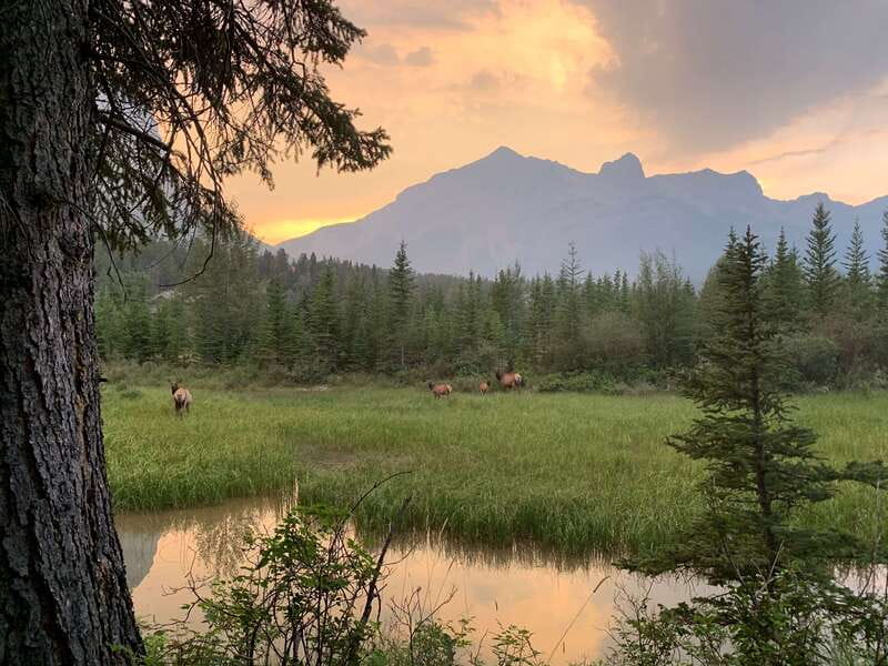 Canmore: PRIVATE SAFARI Drive to BANFF Park & Nature Walk - Practical booking advice