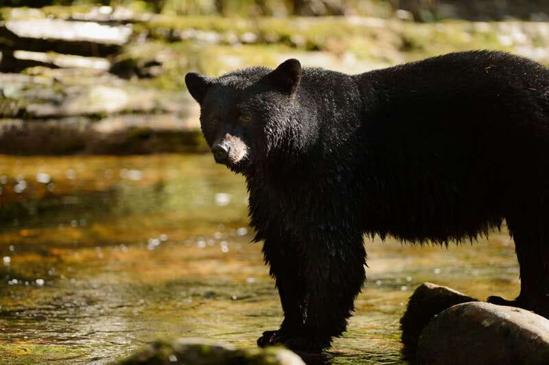 Canmore: PRIVATE SAFARI Drive to BANFF Park & Nature Walk - Mountain views and better photographs