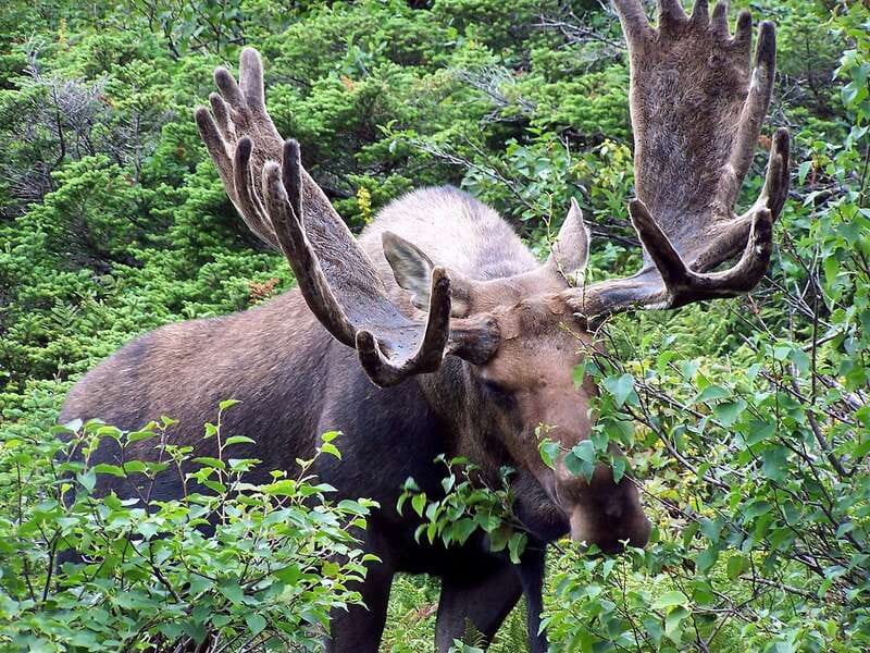 Canmore: PRIVATE SAFARI Drive to BANFF Park & Nature Walk - Who should book this Canmore safari?