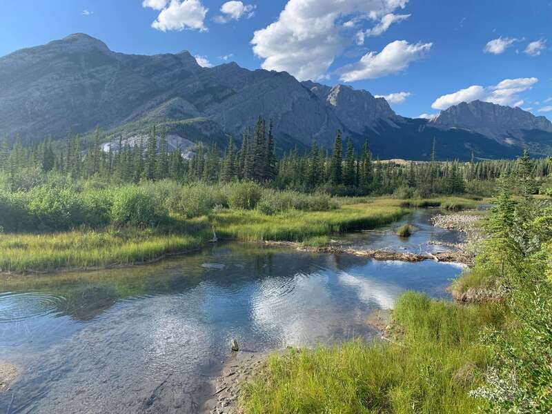 Canmore: PRIVATE SAFARI Drive to BANFF Park & Nature Walk - What the wildlife drive is really like