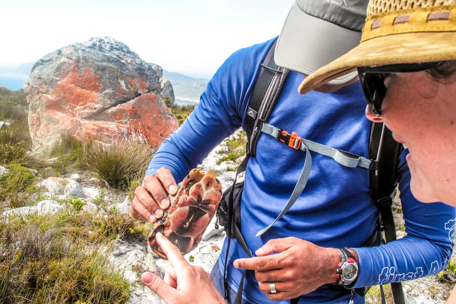 Cape Town Private Guided Table Mountain Hikes - Why a private Table Mountain hike makes sense