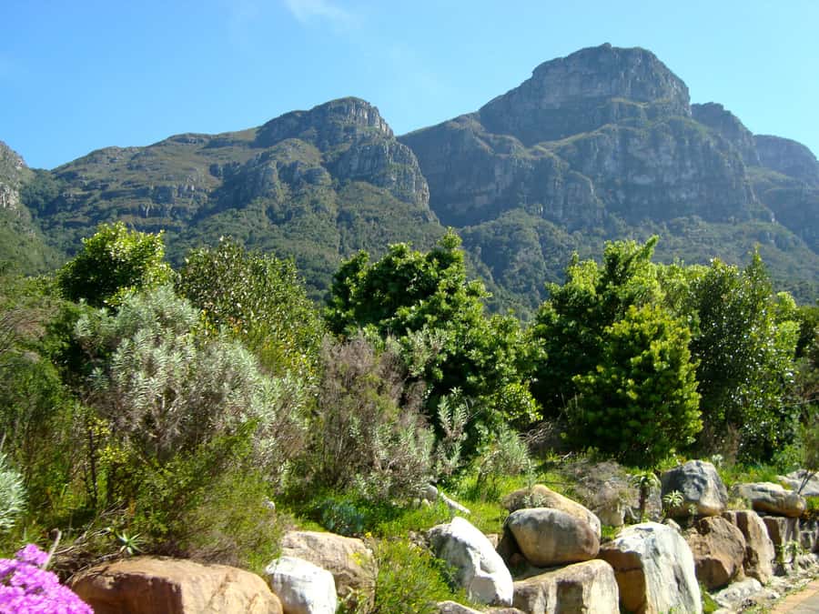 Cape Town: Skeleton Gorge and Kirstenbosch Gardens Hike - The wooded kloof and the first steep steps