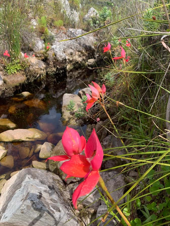 Cape Town: Skeleton Gorge Hike to Table Mountain Summit - Why Skeleton Gorge is worth the effort