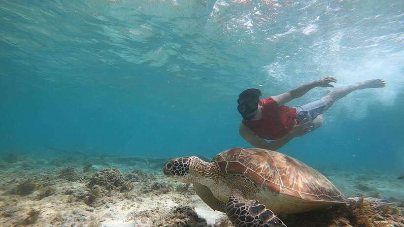 Cebu: Osmeña Peak hike and Sardines Run Snorkel adventure - Snorkeling beside Moalboal’s sardine run