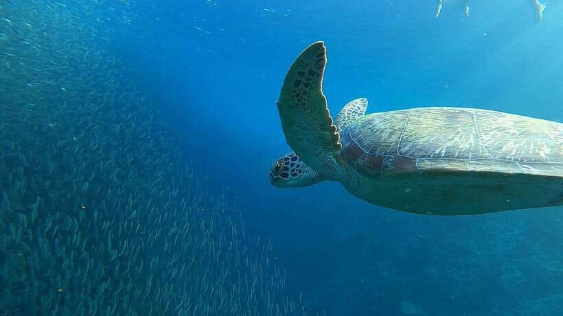 Cebu: Osmeña Peak hike and Sardines Run Snorkel adventure - Who will get the most from this $92 day