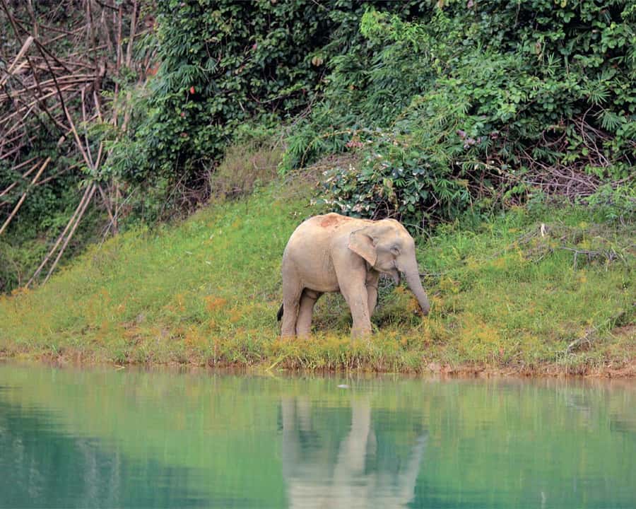 Cheow Larn Lake - Hiking - Cave Explore - Wildlife Safari - Who will enjoy this tour most?