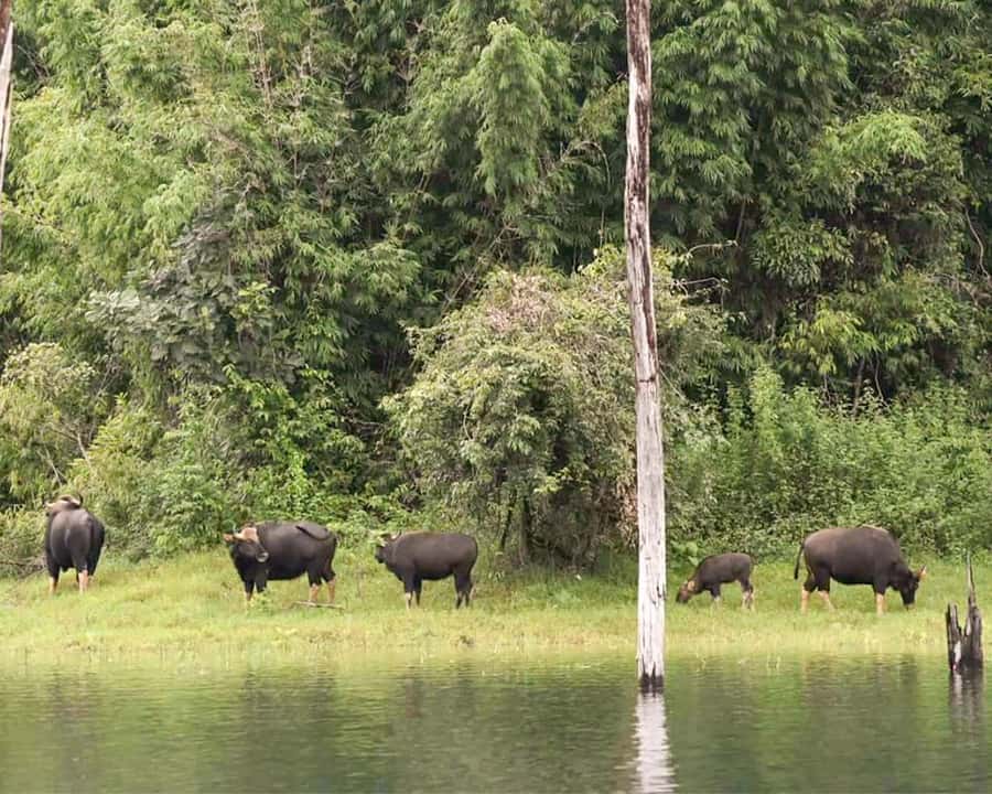 Cheow Larn Lake - Hiking - Cave Explore - Wildlife Safari - The return boat becomes a wildlife safari
